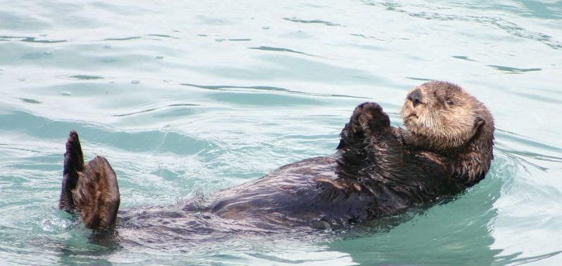 otter lazing on back